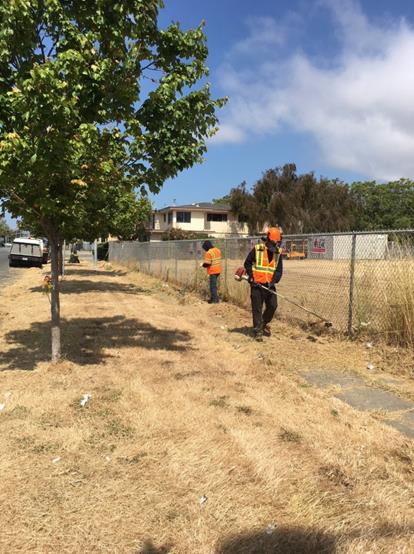 13th Cutting Lot