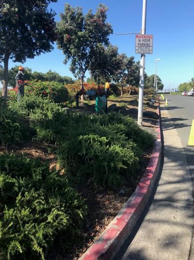Weed abatement Melville Parking lot