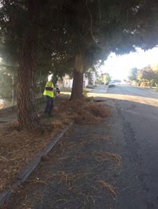 Pine needle clean up