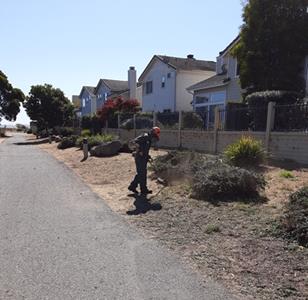 Weed abatement Bay Trail