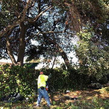 Oak Tree Pruning
