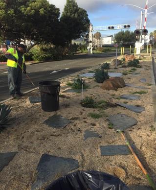 Weed abatement Regatta Median