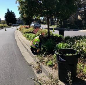 Marina Median Weed abatement