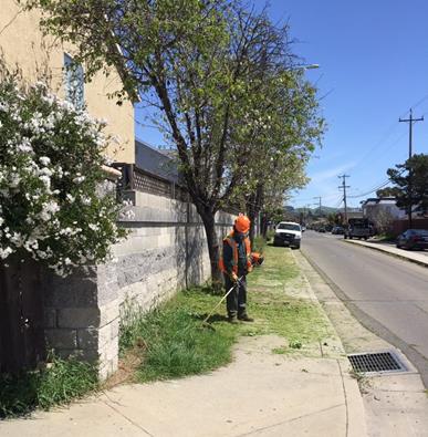 Gertrude Ave_Weeding