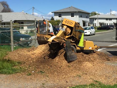 Atchison Park_Stump Grinding