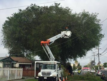 3525 Garvin tree pruning