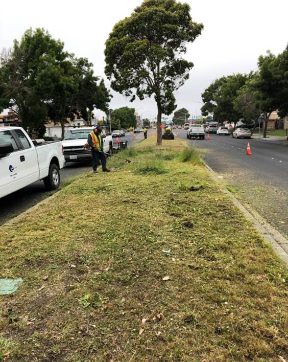 Cutting Blvd_Weeding