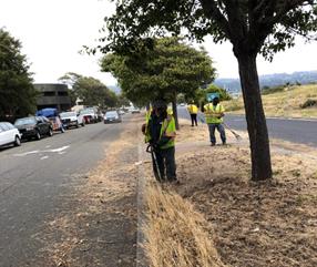Central Avenue Medians_Weed Abatement