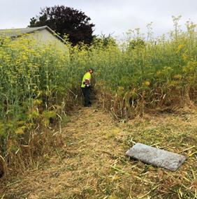 Greenway Trail_Weed Abatement