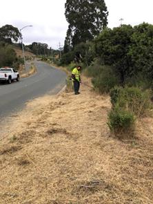 Seacliff weed abatement