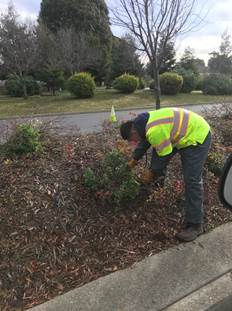 Hand Pulling Weeds MBM