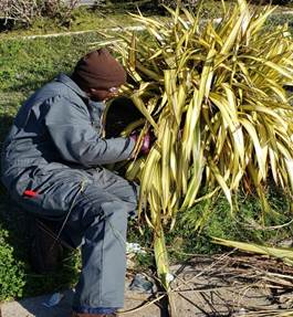 removing dead Leaves from Phormiums
