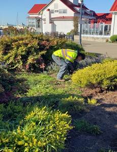 Hand pulling weeds by Anh's restaurant (1)