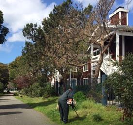 Bay Trail Weed Abatement