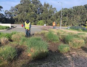 CCV Weed Abatement 2
