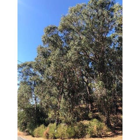 A picture containing tree, plant, gum tree  Description automatically generated